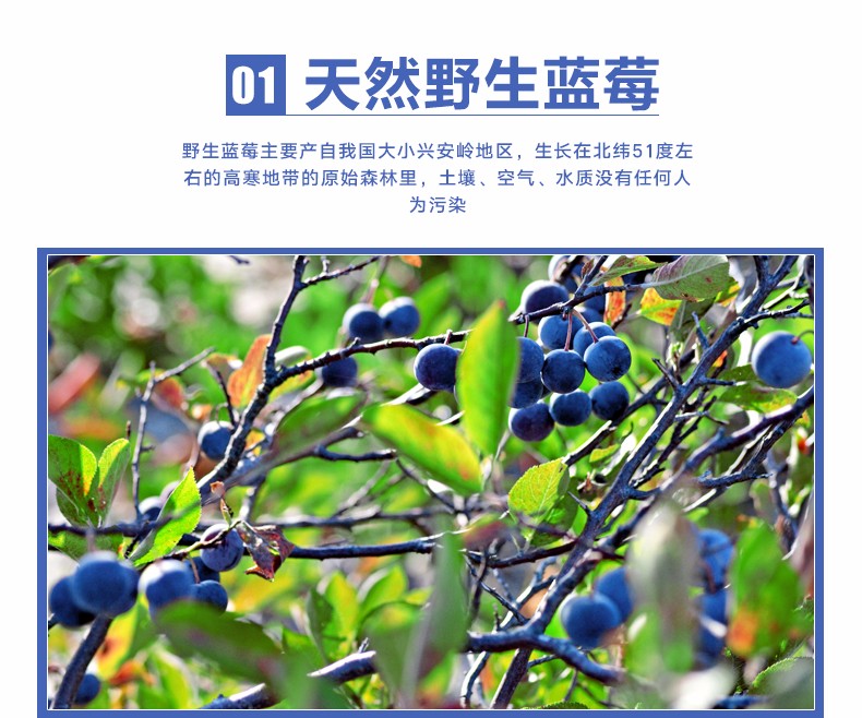 野生蓝莓果干蓝版蓝莓果干小兴安岭伊春特产500g